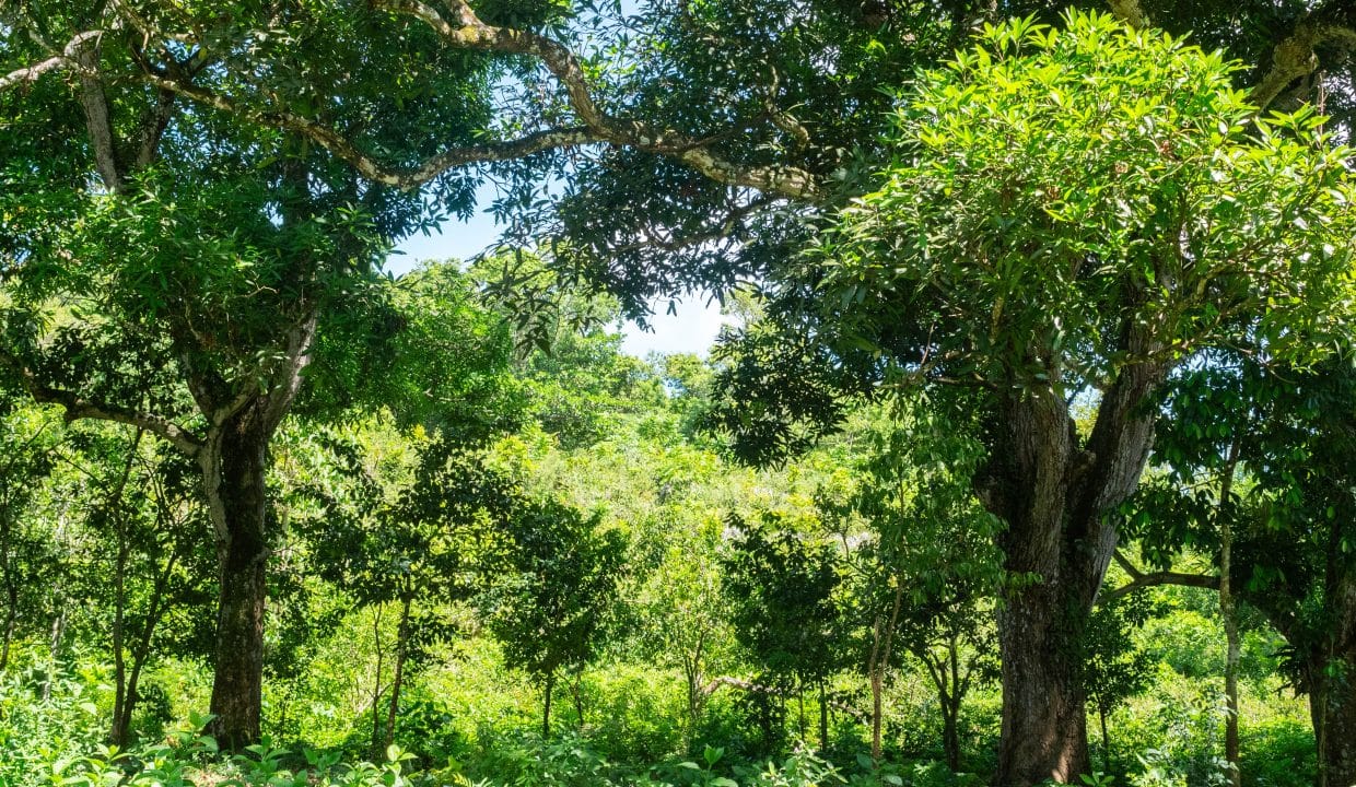 FOR SALE 42,000 SQM FARMING LAND IN CABARETE SOSUA IN PERLA MARINA PUERTO PLATA DOMINICAN REPUBLIC-2