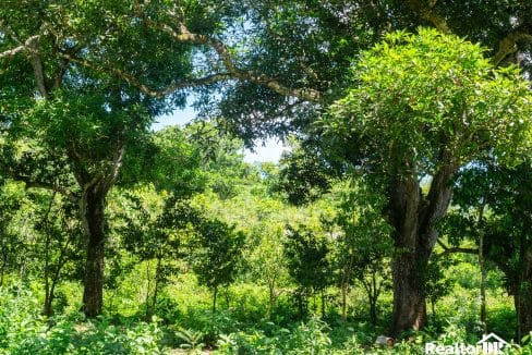 FOR SALE 42,000 SQM FARMING LAND IN CABARETE SOSUA IN PERLA MARINA PUERTO PLATA DOMINICAN REPUBLIC-2